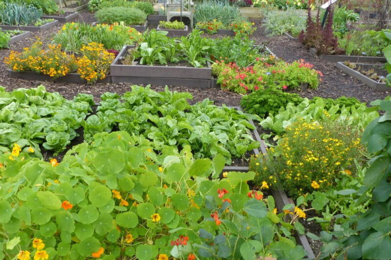 Grow a Garden: Delicious Recipes from Your Homegrown Harvest in 2025