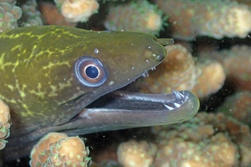 Discover the Ultimate 2025 Tuna Moray Guide: 15 Secrets of the Fierce Gymnothorax undulatus!