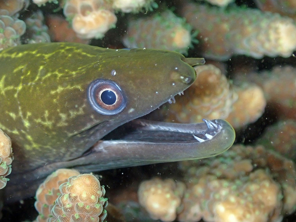 Tuna Moray